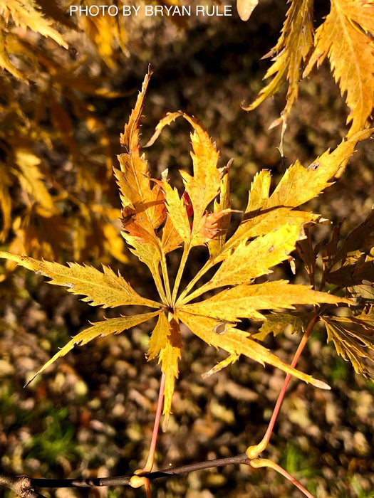 - Acer palmatum 'Shigure bato' Japanese Maple - Mr Maple │ Buy Japanese Maple Trees