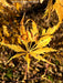 - Acer palmatum 'Shigure bato' Japanese Maple - Mr Maple │ Buy Japanese Maple Trees