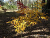 - Acer palmatum 'Shigure bato' Japanese Maple - Mr Maple │ Buy Japanese Maple Trees