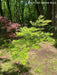 - Acer palmatum 'Shigure bato' Japanese Maple - Mr Maple │ Buy Japanese Maple Trees