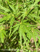 - Acer palmatum 'Shigure bato' Japanese Maple - Mr Maple │ Buy Japanese Maple Trees