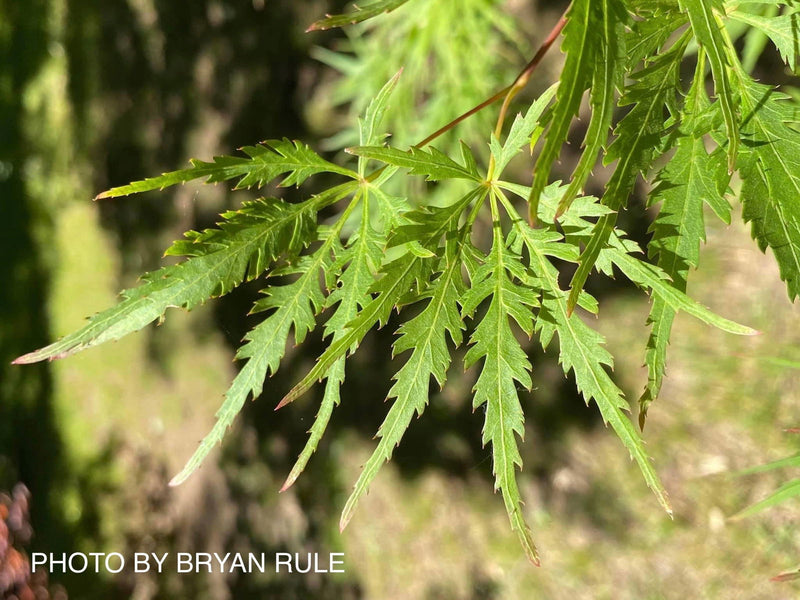 - Acer palmatum 'Shigure bato' Japanese Maple - Mr Maple │ Buy Japanese Maple Trees
