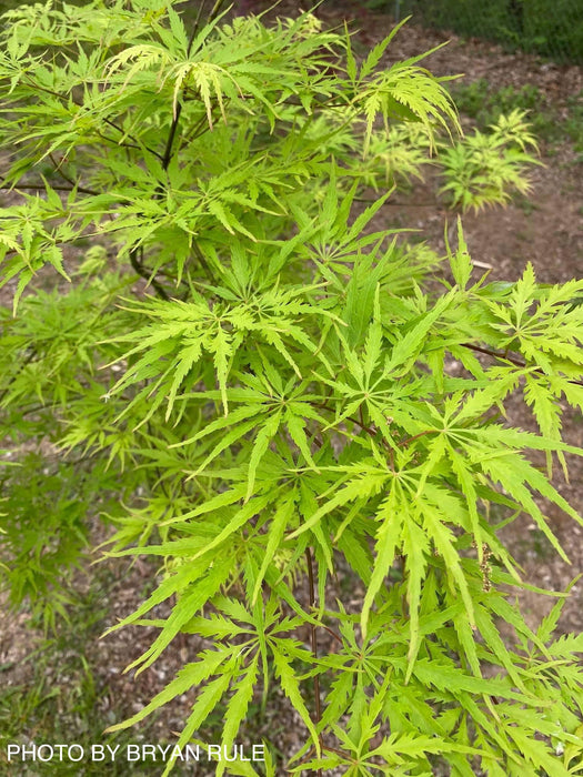 - Acer palmatum 'Shigure bato' Japanese Maple - Mr Maple │ Buy Japanese Maple Trees