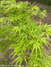 - Acer palmatum 'Shigure bato' Japanese Maple - Mr Maple │ Buy Japanese Maple Trees