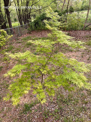 - Acer palmatum 'Shigure bato' Japanese Maple - Mr Maple │ Buy Japanese Maple Trees