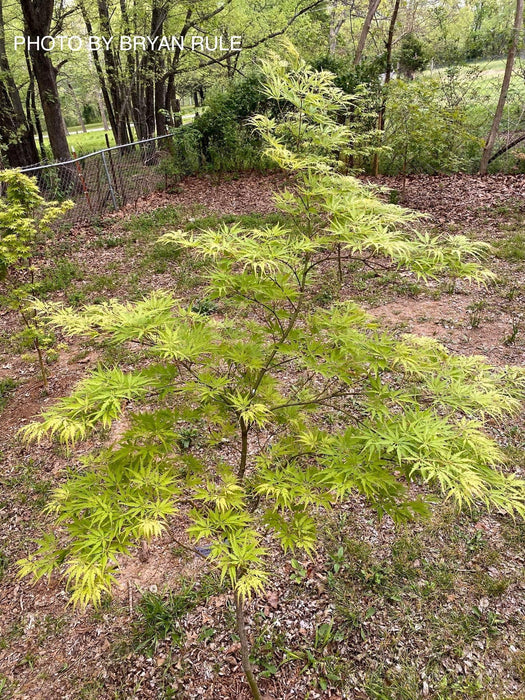 - Acer palmatum 'Shigure bato' Japanese Maple - Mr Maple │ Buy Japanese Maple Trees