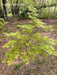 - Acer palmatum 'Shigure bato' Japanese Maple - Mr Maple │ Buy Japanese Maple Trees