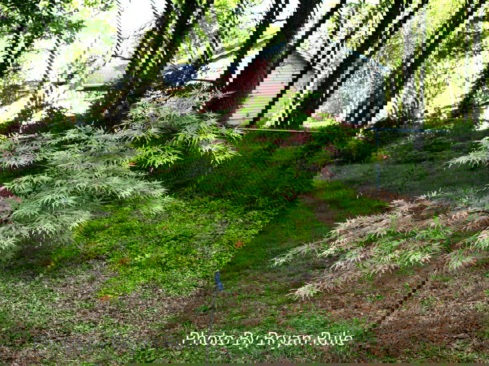 Buy Acer palmatum 'Shigure bato' Japanese Maple — Mr Maple │ Buy