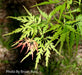 - Acer palmatum 'Shigure bato' Japanese Maple - Mr Maple │ Buy Japanese Maple Trees