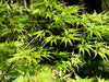 - Acer palmatum 'Shigure bato' Japanese Maple - Mr Maple │ Buy Japanese Maple Trees