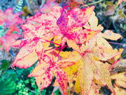 - Acer palmatum 'Shigure zome' Japanese maple - Mr Maple │ Buy Japanese Maple Trees