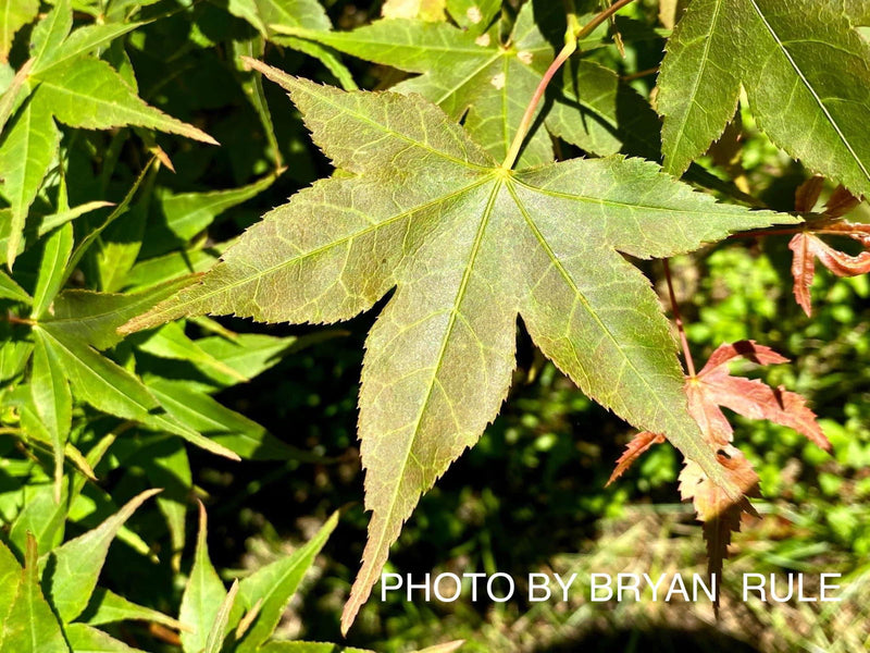 - Acer palmatum 'Shigure zome' Japanese maple - Mr Maple │ Buy Japanese Maple Trees