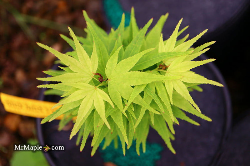 - Acer palmatum 'Shin Shin Yatsubusa' Dwarf Japanese Maple - Mr Maple │ Buy Japanese Maple Trees