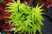 - Acer palmatum 'Shin Shin Yatsubusa' Dwarf Japanese Maple - Mr Maple │ Buy Japanese Maple Trees