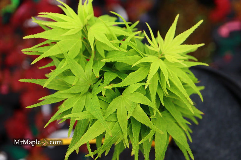 - Acer palmatum 'Shin Shin Yatsubusa' Dwarf Japanese Maple - Mr Maple │ Buy Japanese Maple Trees