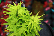 - Acer palmatum 'Shin Shin Yatsubusa' Dwarf Japanese Maple - Mr Maple │ Buy Japanese Maple Trees