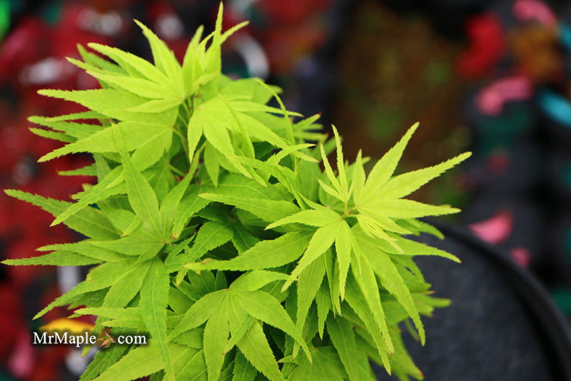 - Acer palmatum 'Shin Shin Yatsubusa' Dwarf Japanese Maple - Mr Maple │ Buy Japanese Maple Trees