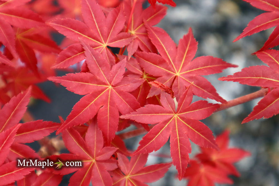 Shin deshojo Japanese maple with bright red spring foliage