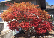 - Acer palmatum 'Shin deshojo' Red Japanese Maple - Mr Maple │ Buy Japanese Maple Trees
