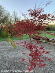 - Acer palmatum 'Shin deshojo' Red Japanese Maple - Mr Maple │ Buy Japanese Maple Trees