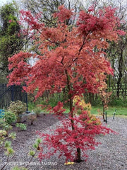 - Acer palmatum 'Shin deshojo' Red Japanese Maple - Mr Maple │ Buy Japanese Maple Trees