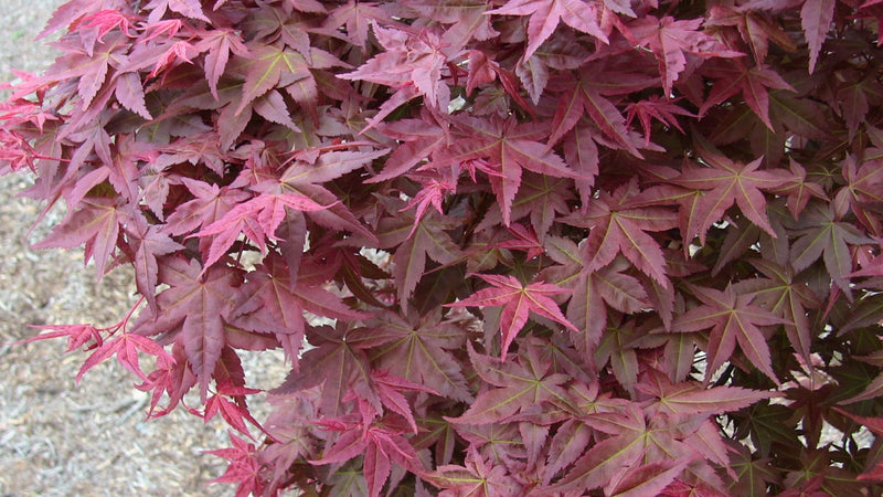 - Acer palmatum 'Shin deshojo' Red Japanese Maple - Mr Maple │ Buy Japanese Maple Trees