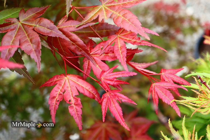 - Acer palmatum 'Shin deshojo' Red Japanese Maple - Mr Maple │ Buy Japanese Maple Trees