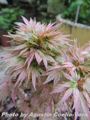 - Acer palmatum 'Shin hikasa' Dwarf Variegated Japanese Maple - Mr Maple │ Buy Japanese Maple Trees