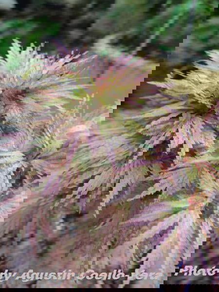 - Acer palmatum 'Shin hikasa' Dwarf Variegated Japanese Maple - Mr Maple │ Buy Japanese Maple Trees