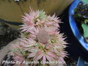 - Acer palmatum 'Shin hikasa' Dwarf Variegated Japanese Maple - Mr Maple │ Buy Japanese Maple Trees