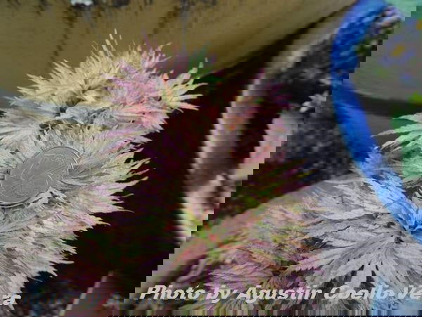 - Acer palmatum 'Shin hikasa' Dwarf Variegated Japanese Maple - Mr Maple │ Buy Japanese Maple Trees