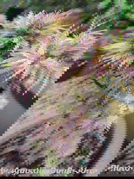 - Acer palmatum 'Shin hikasa' Dwarf Variegated Japanese Maple - Mr Maple │ Buy Japanese Maple Trees