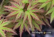 - Acer palmatum 'Shin hikasa' Dwarf Variegated Japanese Maple - Mr Maple │ Buy Japanese Maple Trees