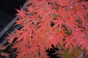 - Acer palmatum 'Shin hikasa' Dwarf Variegated Japanese Maple - Mr Maple │ Buy Japanese Maple Trees