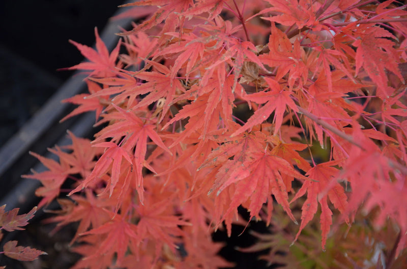 - Acer palmatum 'Shin hikasa' Dwarf Variegated Japanese Maple - Mr Maple │ Buy Japanese Maple Trees