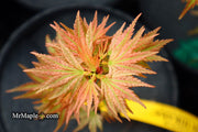 - Acer palmatum 'Shin hikasa' Dwarf Variegated Japanese Maple - Mr Maple │ Buy Japanese Maple Trees