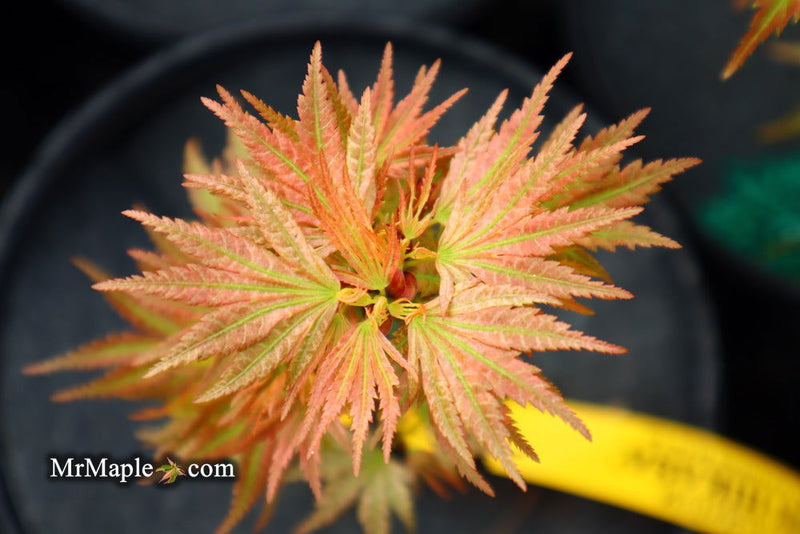 - Acer palmatum 'Shin hikasa' Dwarf Variegated Japanese Maple - Mr Maple │ Buy Japanese Maple Trees