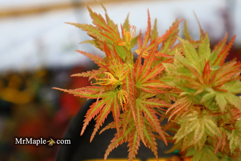 - Acer palmatum 'Shin hikasa' Dwarf Variegated Japanese Maple - Mr Maple │ Buy Japanese Maple Trees