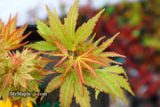- Acer palmatum 'Shin hikasa' Dwarf Variegated Japanese Maple - Mr Maple │ Buy Japanese Maple Trees