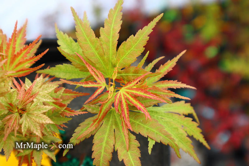 - Acer palmatum 'Shin hikasa' Dwarf Variegated Japanese Maple - Mr Maple │ Buy Japanese Maple Trees