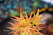 - Acer palmatum 'Shin hikasa' Dwarf Variegated Japanese Maple - Mr Maple │ Buy Japanese Maple Trees