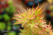 - Acer palmatum 'Shin hikasa' Dwarf Variegated Japanese Maple - Mr Maple │ Buy Japanese Maple Trees
