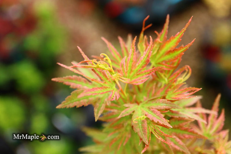 - Acer palmatum 'Shin hikasa' Dwarf Variegated Japanese Maple - Mr Maple │ Buy Japanese Maple Trees
