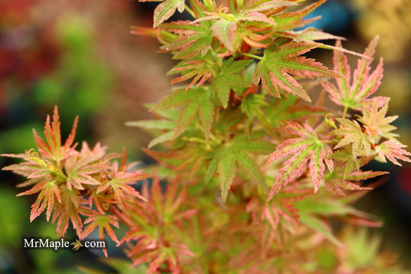 - Acer palmatum 'Shin hikasa' Dwarf Variegated Japanese Maple - Mr Maple │ Buy Japanese Maple Trees