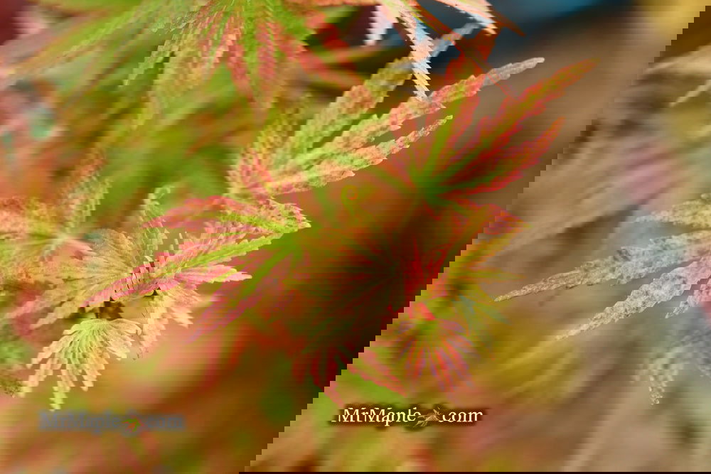 Buy Acer palmatum 'Shin hikasa' Dwarf Variegated Japanese