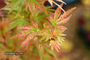 - Acer palmatum 'Shin hikasa' Dwarf Variegated Japanese Maple - Mr Maple │ Buy Japanese Maple Trees