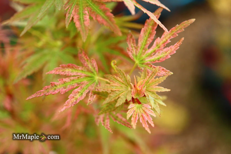 - Acer palmatum 'Shin hikasa' Dwarf Variegated Japanese Maple - Mr Maple │ Buy Japanese Maple Trees