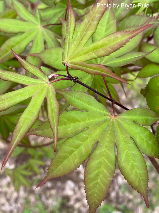 - Acer palmatum 'Shine Bright' Japanese Maple - Mr Maple │ Buy Japanese Maple Trees