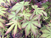 - Acer palmatum 'Shine Bright' Japanese Maple - Mr Maple │ Buy Japanese Maple Trees