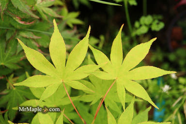 - Acer palmatum 'Shinju' Japanese Maple - Mr Maple │ Buy Japanese Maple Trees